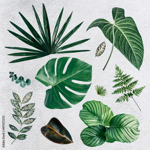 Gren tropical leaf design element set vector
