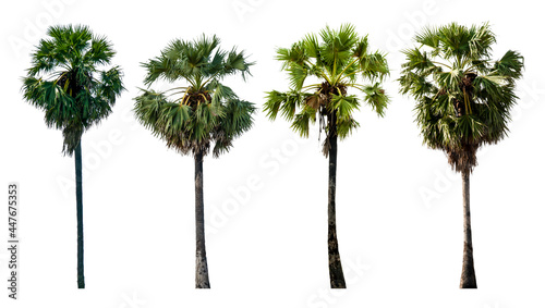 Sugar palm collections isolated on white background (Toddy palm, Asian Palmyra palm, Borassus flabellifer)