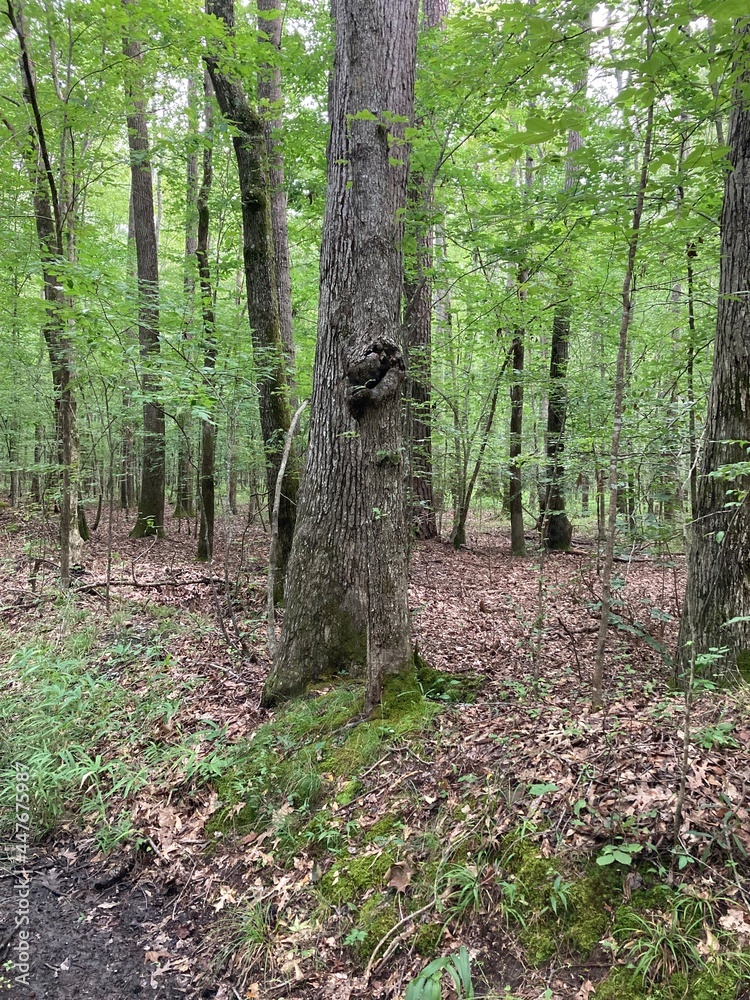 Obraz premium Indian Forest in Chesapeake virginia. Near northwest river campground
