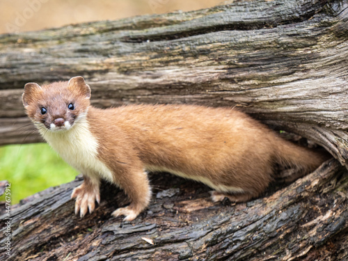 Fototapeta Naklejka Na Ścianę i Meble -  Eurasian Stoat Close up