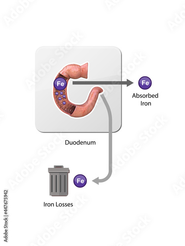 Iron metabolism. from liver, intestine and spleen. Ferrum circulation, recycling, stores and absorption. Erythropoiesis. Iron with red blood cells moving from bone to blood, and spleen,2d 3d render photo