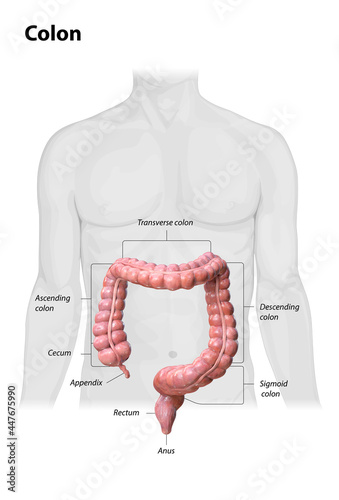 Colon anatomy on white background,description of the parts of the colon, human body, 2d, 3d render