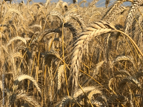 golden wheat field in summer