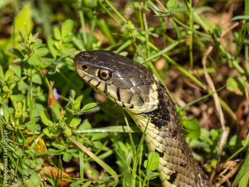 Close up of a Grass Snake
