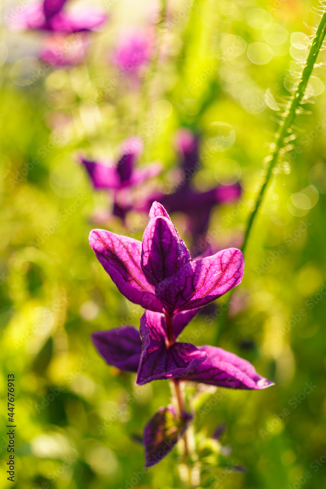 Salbei, Buntschopfsalbei, eine SalbeiSorte mit violetten blattartigen