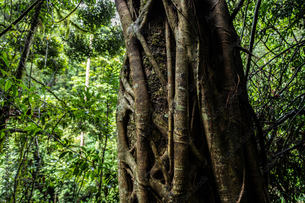 Fototapeta premium tree in the forest