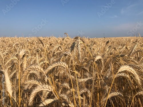 field of wheat