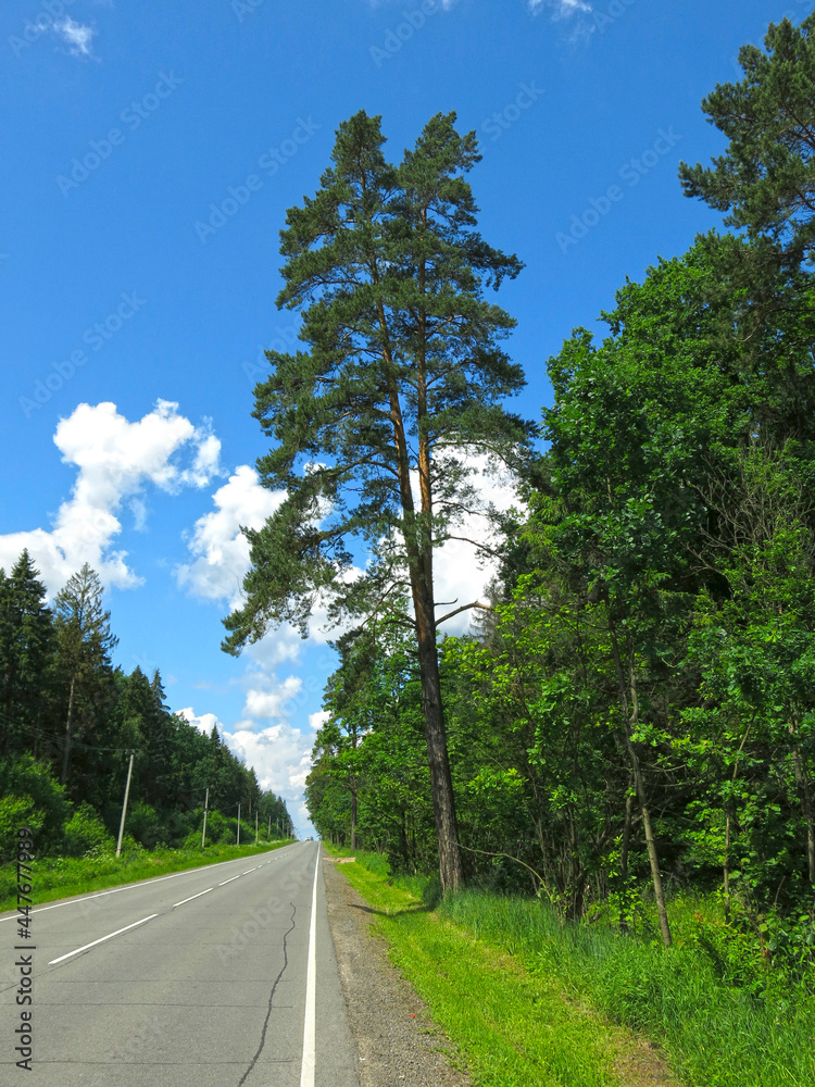 beautiful fluffy forked pine tree on the side of the road beautiful fluffy forked pine tree on the side of the road