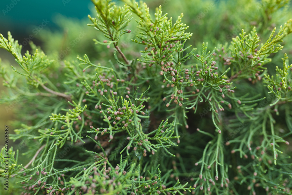 Close up of green plant at garden centre