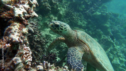 Sea turtles . Great Reef Turtle .Bissa.