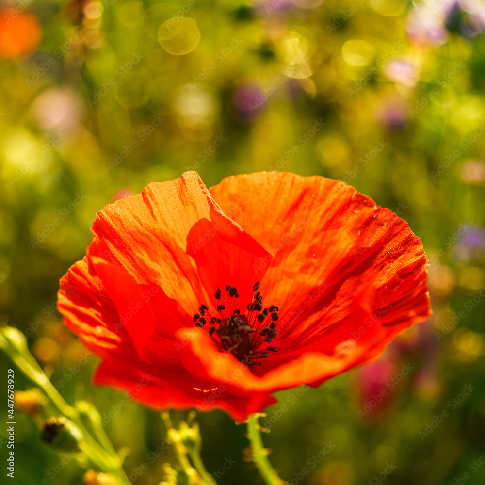 rote Mohnblume in einer Bienenweide im frühen Morgenlicht. Der blühende Mohn mit gelbem Stempel und schwarzen Pollenträgern hat rote zerknitterte Blütenblätter und steht in einer Blumenwiese. rote Mohnblume in einer Bienenweide im frühen Morgenlicht. Der blühende Mohn mit gelbem Stempel und schwarzen Pollenträgern hat rote zerknitterte Blütenblätter und steht in einer Blumenwiese.
