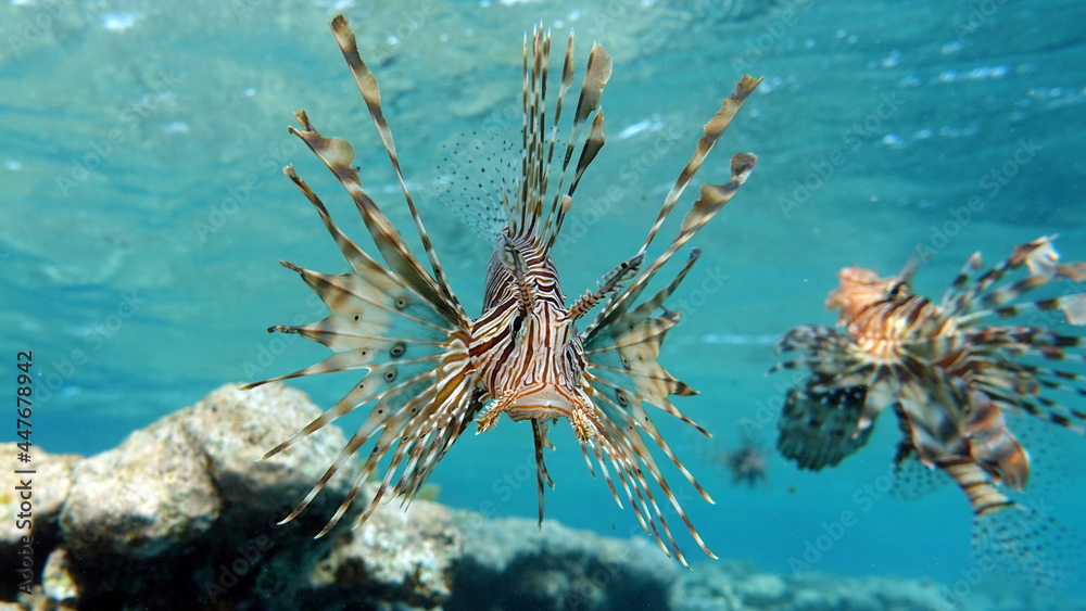 Lion Fish in the Red Sea. Lion Fish in the Red Sea.