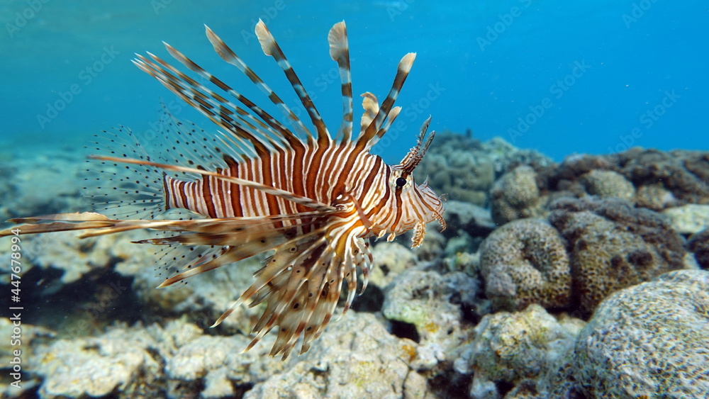 Lion Fish in the Red Sea. Lion Fish in the Red Sea.