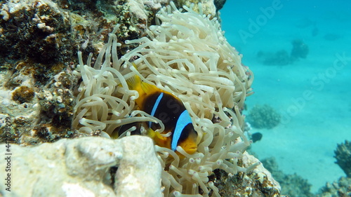 Clown fish amphiprion (Amphiprioninae). Red sea clown fish.