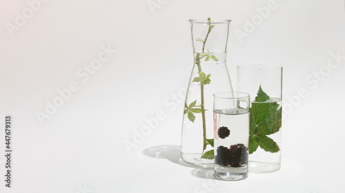 Blackberry and its leaf in glasses of water. Minimal fruit concept.