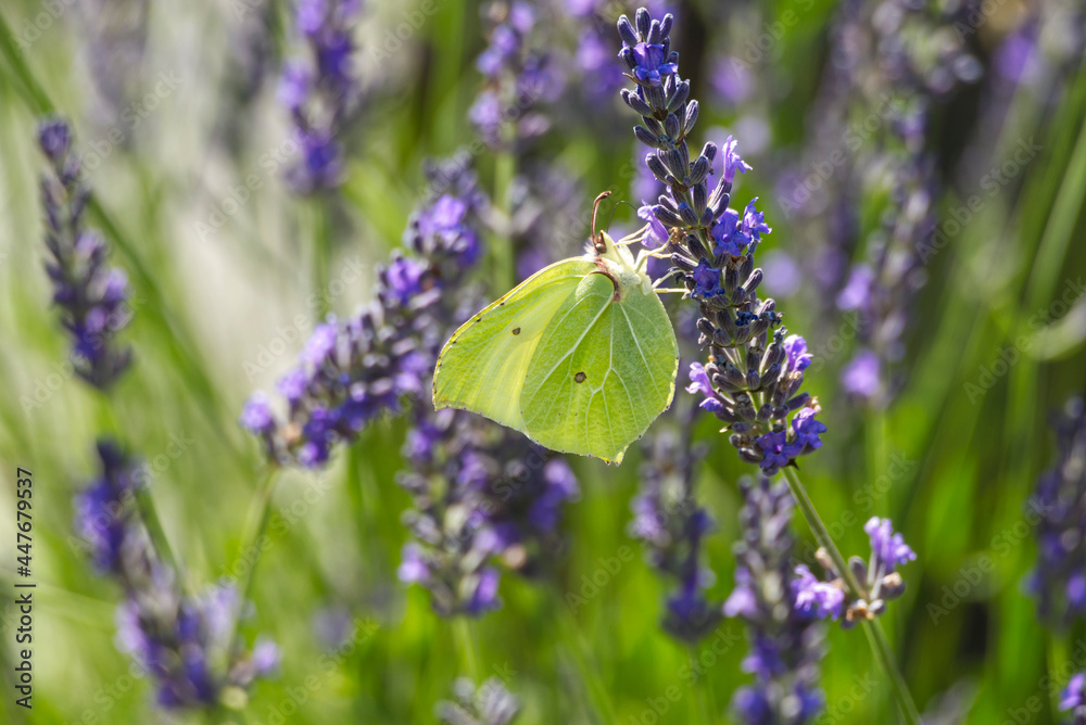 Common brimstone butterfly (Gonepteryx rhamni) sitting on lavender in Zurich, Switzerland