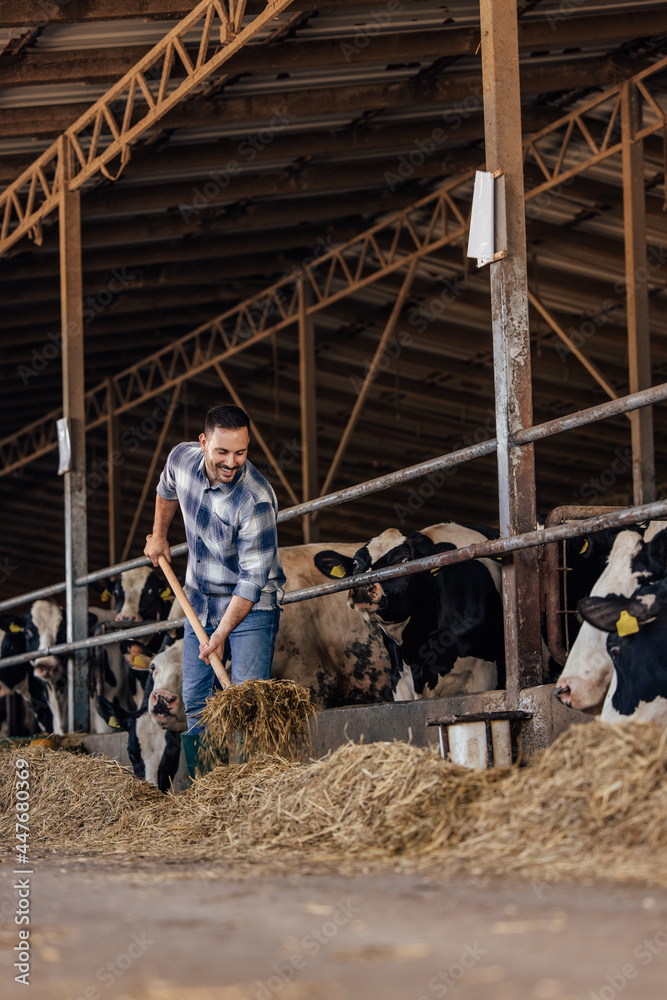 Adult man, making sure cows are fed. Adult man, making sure cows are fed.