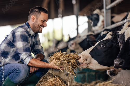 Canvas Print Adult man, giving the cows food, by hand.