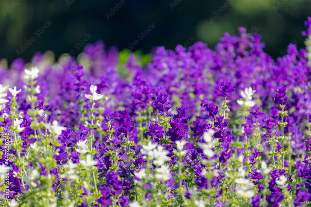 Selective focus of purple white blue flower in the garden with sunlight in the afternoon, Salvia viridis is an annual plant native to an area extending from the Mediterranean, Nature floral background Selective focus of purple white blue flower in the garden with sunlight in the afternoon, Salvia viridis is an annual plant native to an area extending from the Mediterranean, Nature floral background