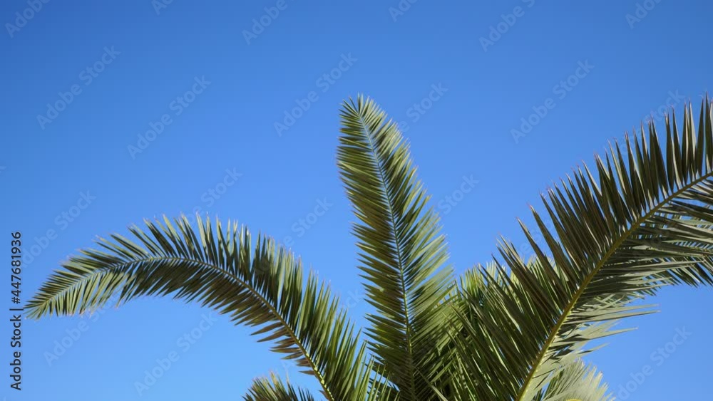 Palm trees against blue sky. Palm trees at beach. View of nice tropical background. Tops of palm trees against the background of the sunny sky. 4k video in ProRes Palm trees against blue sky. Palm trees at beach. View of nice tropical background. Tops of palm trees against the background of the sunny sky. 4k video in ProRes