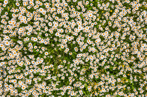 Fototapeta Naklejka Na Ścianę i Meble -  Top view of a camomile or ox-eye daisy meadow, daisies, top view,  background texture