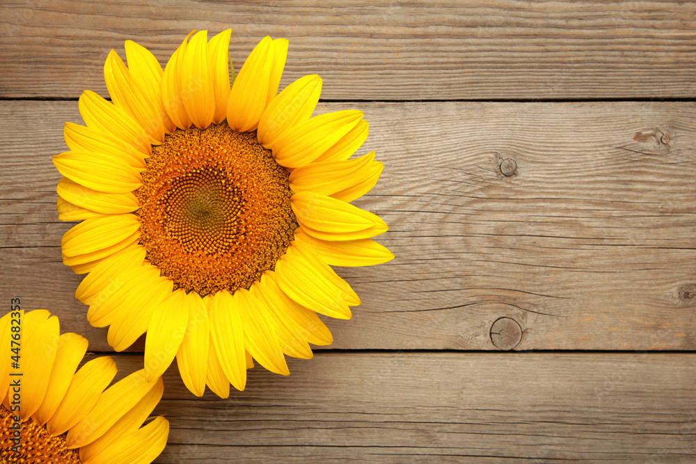 Obraz premium Beautiful fresh sunflowers on grey background. Flat lay, top view, copy space. Autumn or summer Concept, harvest time, agriculture. Sunflower natural background.