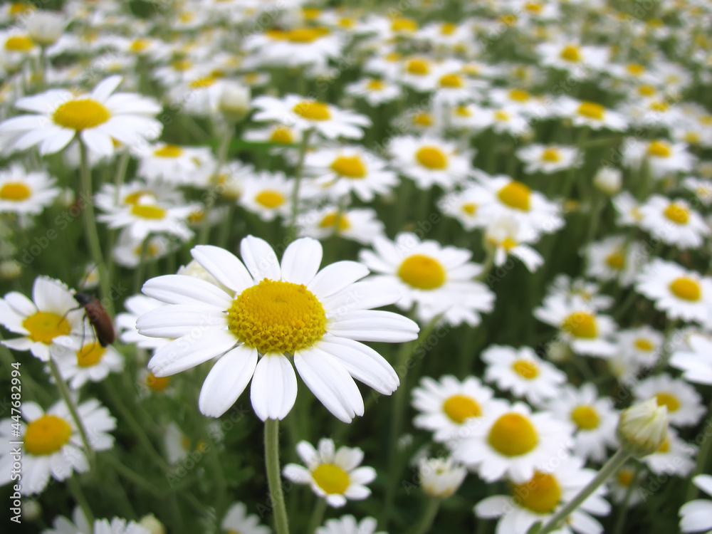 Daisy closeup background