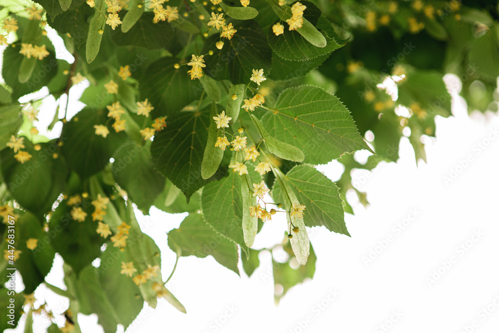 Linden tree flowers (tilia cordata, europea, small-leaved lime, littleleaf linden bloom) Pharmacy, apothecary, natural medicine, healing herbal tea, aromatherapy. Spring background, white copy space Linden tree flowers (tilia cordata, europea, small-leaved lime, littleleaf linden bloom) Pharmacy, apothecary, natural medicine, healing herbal tea, aromatherapy. Spring background, white copy space