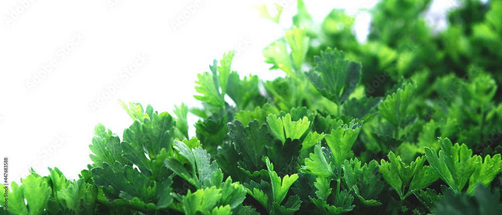 Banner with green parsley plants growing texture. Local vegetable planting farm. Fresh organic Raw cilantro grass leaves for spring vegetables soup. Natural vegetable garden background. Copy space Banner with green parsley plants growing texture. Local vegetable planting farm. Fresh organic Raw cilantro grass leaves for spring vegetables soup. Natural vegetable garden background. Copy space