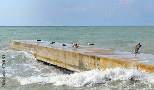 Fotografía Seagulls on the pier during a storm at sea