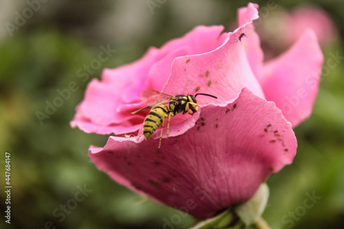Natural Beautiful Flower Closeup © Microstocke
