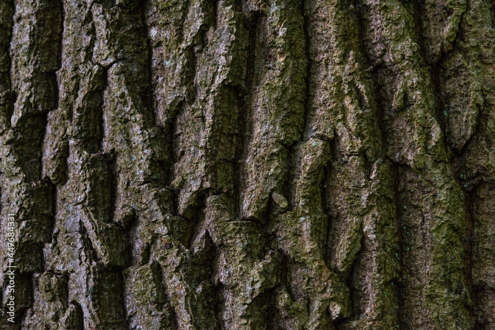 This is the Bark Covering of the Black Poplar Tree which is very rare and endangered in the UK but present within Perceton Woods near Irvine in North Ayrshire, This is the Bark Covering of the Black Poplar Tree which is very rare and endangered in the UK but present within Perceton Woods near Irvine in North Ayrshire,