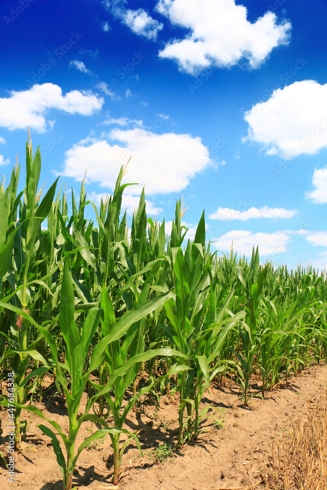 Obraz premium A huge corn field. Lots of green shoots of green corn