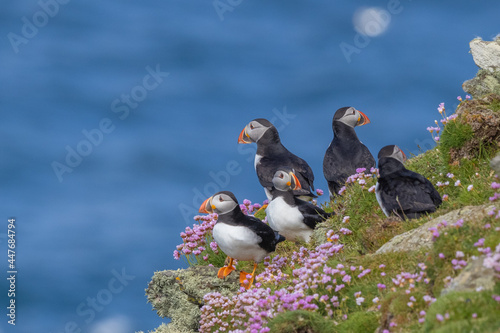 Atlantic Puffin group sit against a sea backdrop