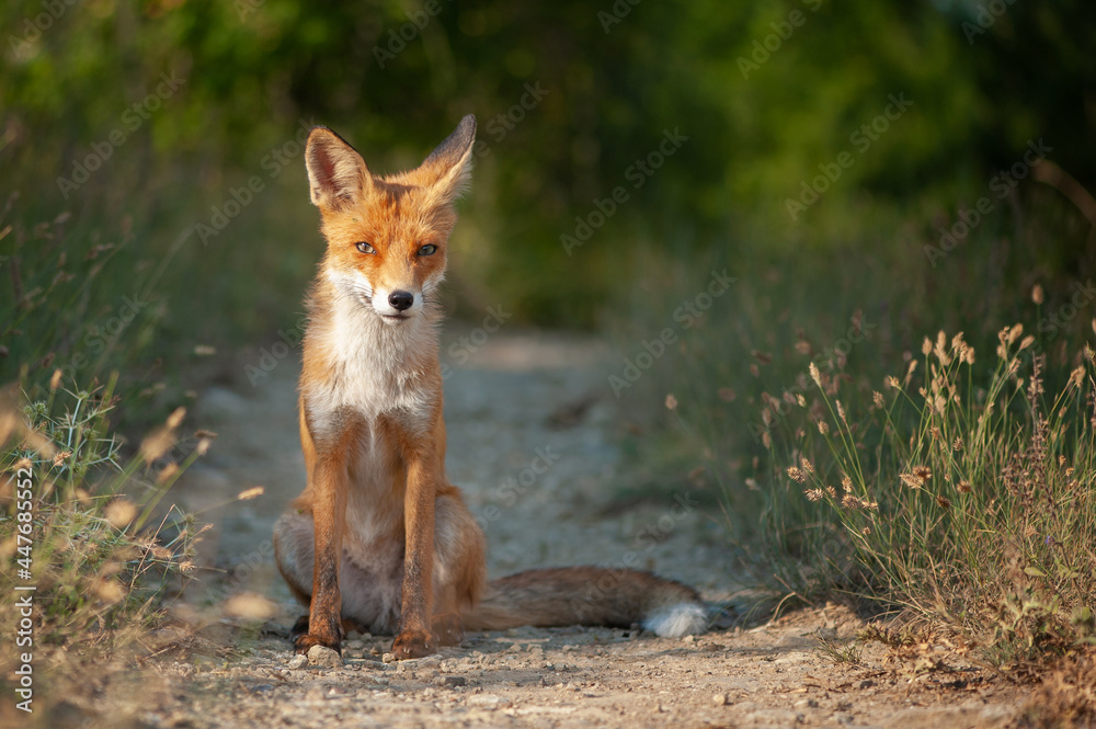 Close up of a red fox Vulpes vulpes, sitting on a path in the forest