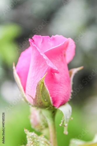 Natural Beautiful Flower Closeup