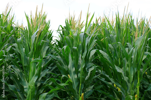 A huge corn field. Lots of green shoots of green corn