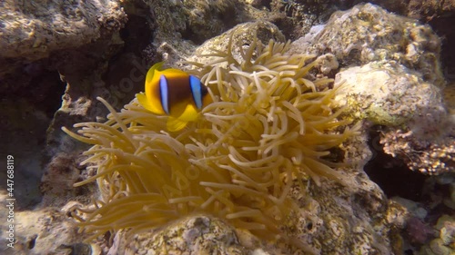 Clownfish in anemone. Red Sea Anemonefish or Threebanded Anemonefish (Amphiprion bicinctus)  photo