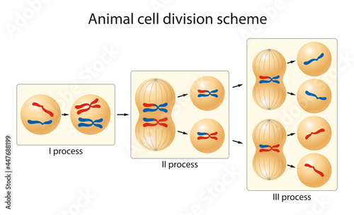 Cell division is the process by which a parent cell divides into two or more daughter cells
 photo