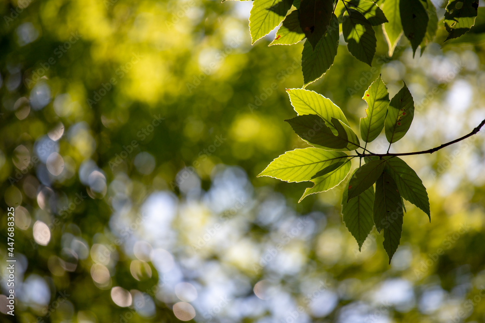 Fototapeta premium 風景素材 夏の陽射しと青葉