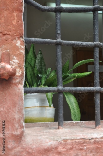 A green houseplant in a white pot behind a cast-iron window grill. Warm summer day. Plants in the interior. 