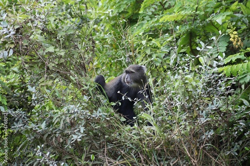 Beautiful Animals Game of Africa     Diademed Monkey