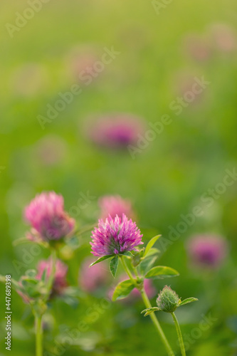 Pink flowers on a green blurred background. Red clover. Copy space.