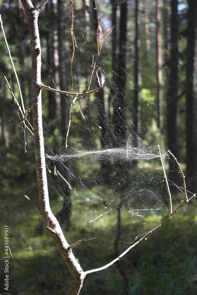 belarus trekking in the wild: spider web on the forest branch belarus trekking in the wild: spider web on the forest branch