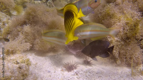 Close-up of tropical fishes of different species eating injured Burrowing Urchin or Rock-Boring Urchin (Echinometra mathaei) lie on the seabed covered with corals and algae. Slow motion photo