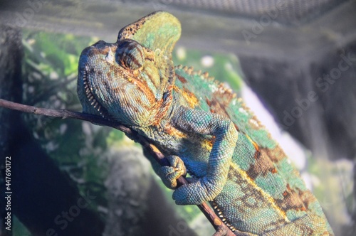 iguana on a branch