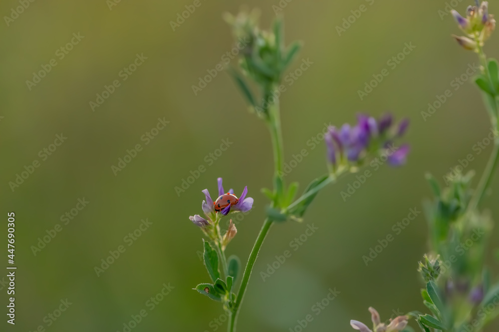Purple wild flower on a green blurred background. Selective focus. Natural summer concept. Macro. Copy space.