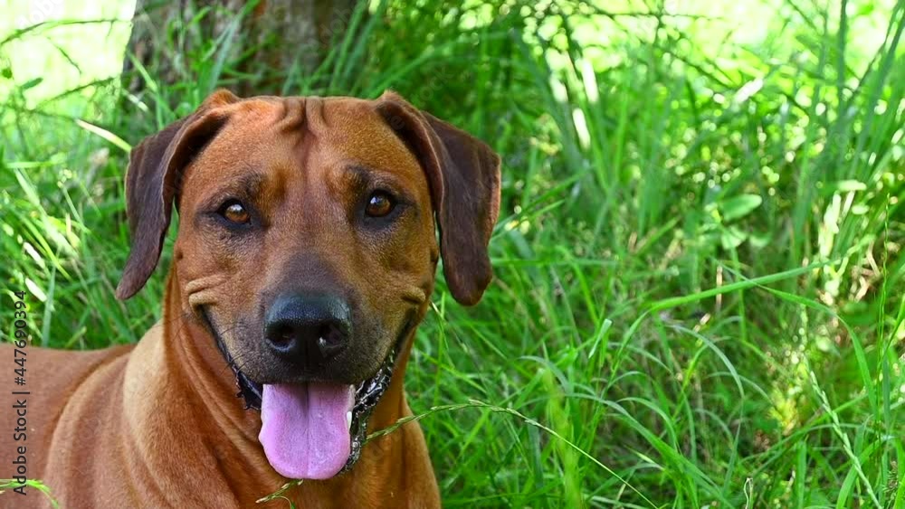 Close-up portrait of panting Rhodesian ridgeback dog with tongue sticking out lies on green grass on hot summer day. Close-up portrait of panting Rhodesian ridgeback dog with tongue sticking out lies on green grass on hot summer day.