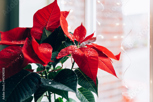 Christmas Poinsettia in ceramic pot