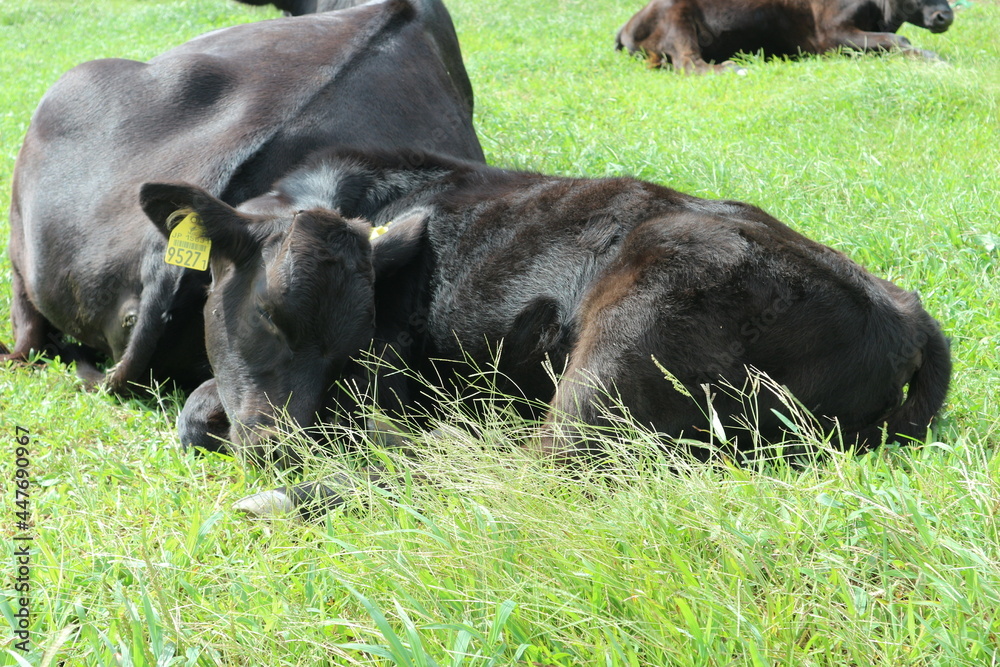 Fototapeta premium cow